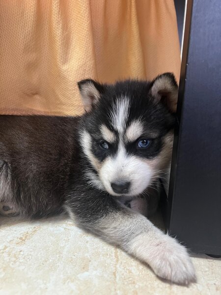 Pui husky siberian