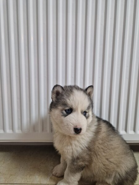 Pui husky siberian