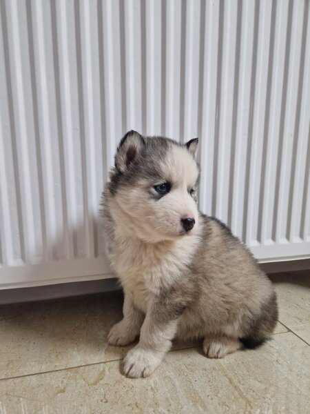 Pui husky siberian