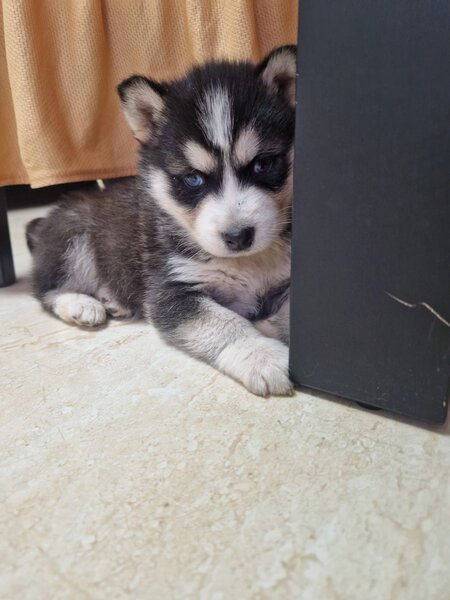 Pui husky siberian