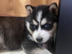 Pui husky siberian