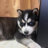 Pui husky siberian